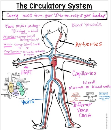 circulatory system notes diagram